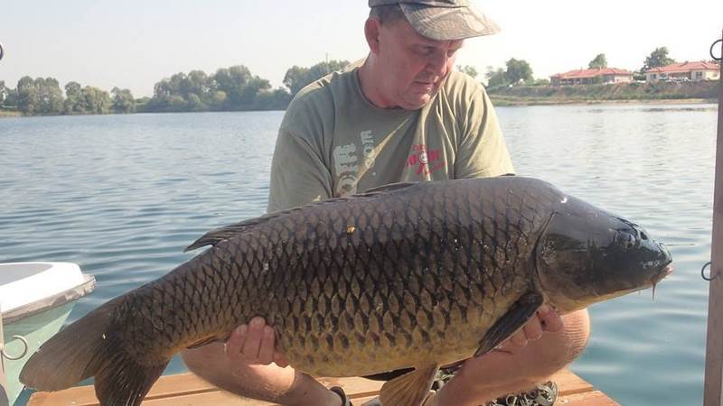 Carp and Carp horgásztó